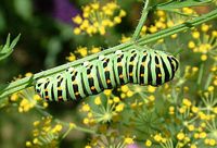 Machaon. Chenille au stade 4. Cliquer pour agrandir l'image.