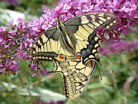 Machaon. Accouplement. Cliquer pour agrandir l'image.