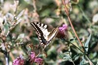 Machaon. Cliquer pour agrandir l'image.