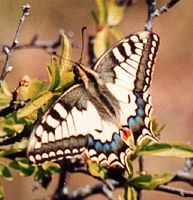 Machaon. Cliquer pour agrandir l'image.