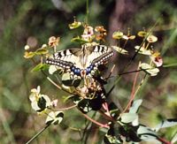 Machaon. Cliquer pour agrandir l'image.