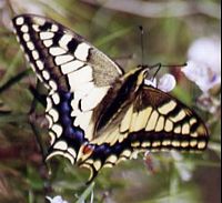 Machaon. Cliquer pour agrandir l'image.