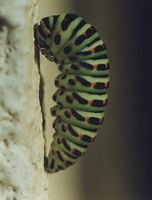 Machaon. Chenille en position de nymphose. Cliquer pour agrandir l'image.