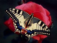 Machaon. Cliquer pour agrandir l'image.