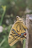 Machaon. Nouveau ne. Cliquer pour agrandir l'image.