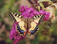 Machaon. Sur buddleia. Cliquer pour agrandir l'image.