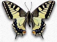Machaon. Dessin. Cliquer pour agrandir l'image.