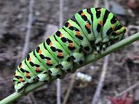 Machaon. Cliquer pour agrandir l'image.
