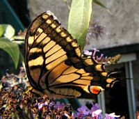 Machaon. Cliquer pour agrandir l'image.