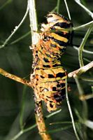 Machaon. Chenille parasitée par larves de apanteles glomeratus. Cliquer pour agrandir l'image.