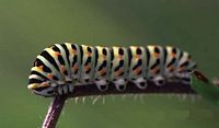 Machaon. Chenille. Cliquer pour agrandir l'image.