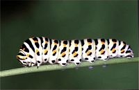 Machaon. Chenille. Cliquer pour agrandir l'image.