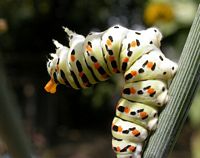 Machaon. Chenille en posture de defense. Cliquer pour agrandir l'image.