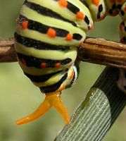 Machaon. Osmaterium de chenille. Cliquer pour agrandir l'image.