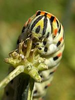 Machaon. Chenille ongles. Cliquer pour agrandir l'image.
