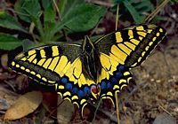 Machaon. Cliquer pour agrandir l'image.