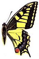 Machaon. Dessin. Cliquer pour agrandir l'image.