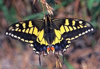 Machaon. Cliquer pour agrandir l'image.