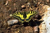 Machaon. Cliquer pour agrandir l'image.
