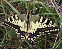 Machaon. Cliquer pour agrandir l'image.