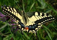 Machaon. Cliquer pour agrandir l'image.