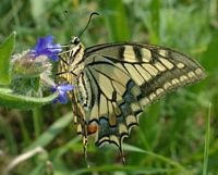 Machaon. Cliquer pour agrandir l'image.