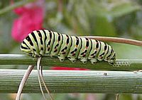 Machaon. Chenille. Cliquer pour agrandir l'image.