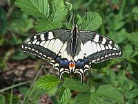 Machaon. Cliquer pour agrandir l'image.