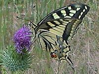 Machaon. Cliquer pour agrandir l'image.