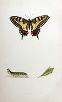 Machaon. Planche d'identification Morris. Cliquer pour agrandir l'image.