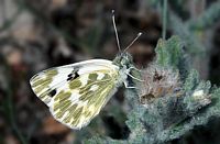 Marbré de vert. Le marbré de vert ssp nitida. Cliquer pour agrandir l'image.