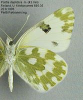 Marbré de vert. Mâle dessous. Cliquer pour agrandir l'image.
