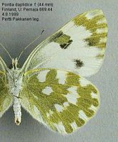 Marbré de vert. Femelle dessous. Cliquer pour agrandir l'image.