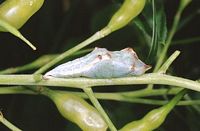 Marbré de vert. Chrysalide. Cliquer pour agrandir l'image.