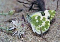 Marbré de vert. Cliquer pour agrandir l'image.