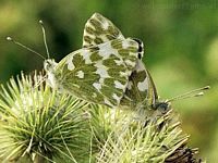 Marbré de vert. Accouplement. Cliquer pour agrandir l'image.