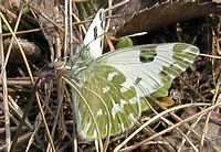 Marbré de vert. Forme bellidice. Cliquer pour agrandir l'image.