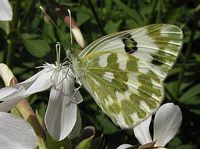 Marbré de vert. Cliquer pour agrandir l'image.