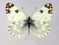 Marbré de vert. Dessus mâle. Cliquer pour agrandir l'image.
