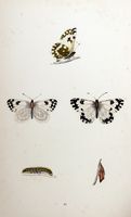 Marbré de vert. Planche d'identification Morris. Cliquer pour agrandir l'image.