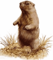 Marmotte des Alpes. Dressée. Cliquer pour agrandir l'image.