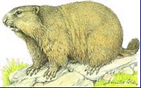 Marmotte des Alpes. Cliquer pour agrandir l'image.
