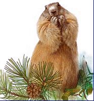Marmotte des Alpes. Nourriture. Cliquer pour agrandir l'image.
