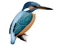 Martin-pêcheur. Dessin adulte. Cliquer pour agrandir l'image.