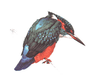 Martin-pêcheur. Dessin. Cliquer pour agrandir l'image.