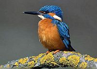 Martin-pêcheur. Cliquer pour agrandir l'image.