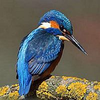 Martin-pêcheur. Cliquer pour agrandir l'image.
