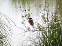 Martin-pêcheur. Cliquer pour agrandir l'image.