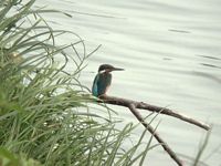 Martin-pêcheur. Cliquer pour agrandir l'image.