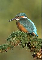 Martin-pêcheur. Cliquer pour agrandir l'image.